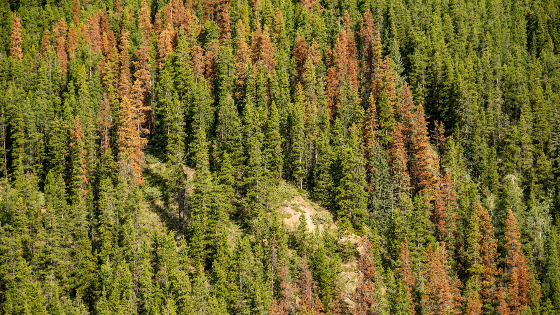 mountain pine beetles