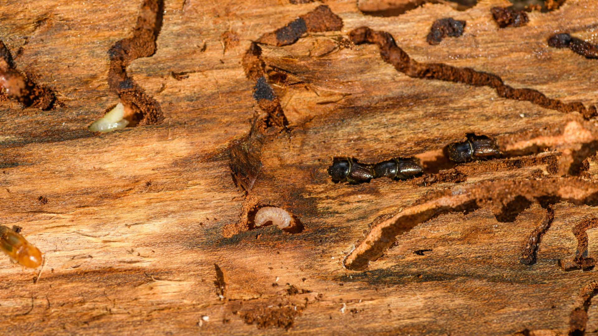 mountain pine beetles