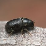 mountain pine beetles