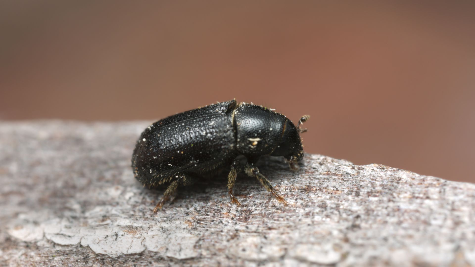 mountain pine beetles
