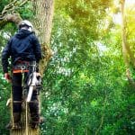 tree risk assessment