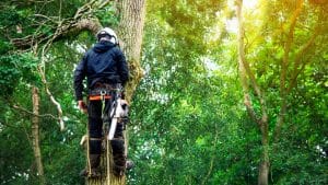 tree risk assessment
