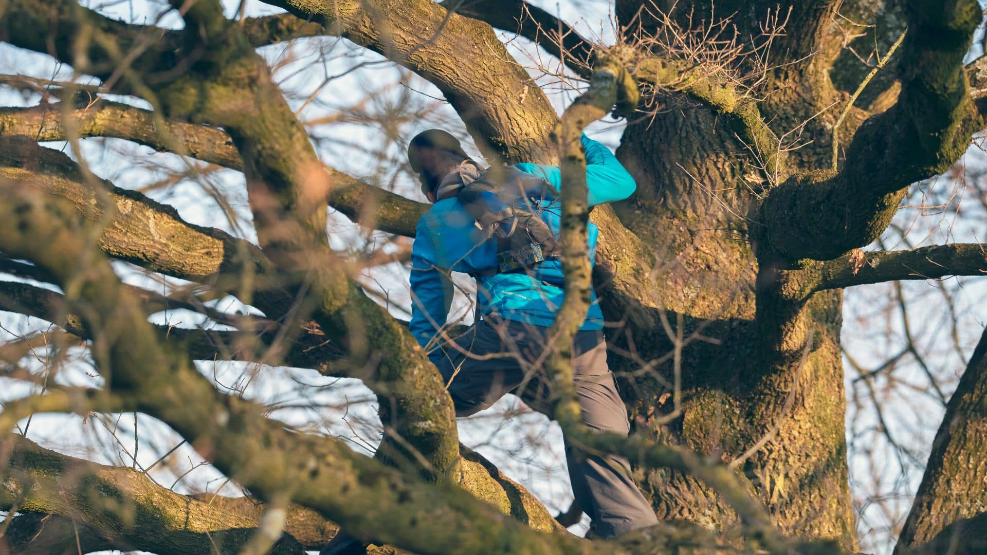 tree risk assessment