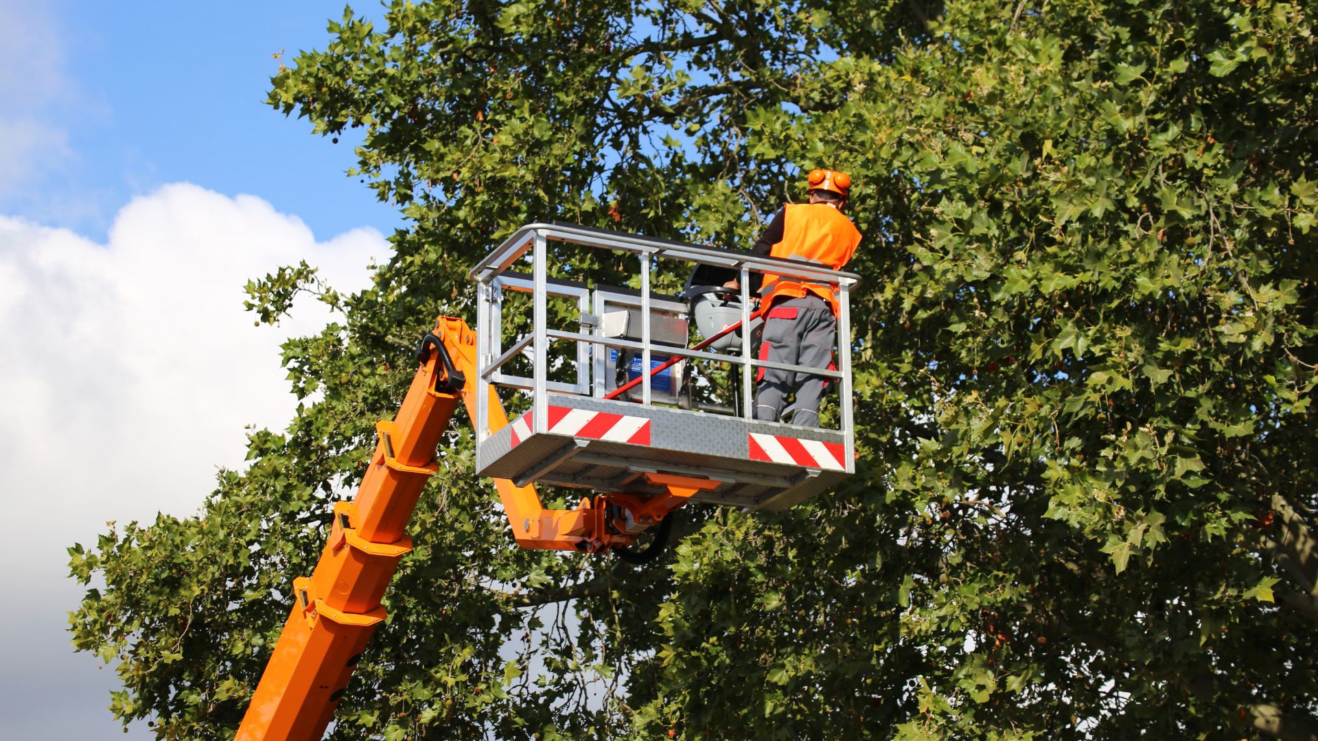 tree maintenance increases home value