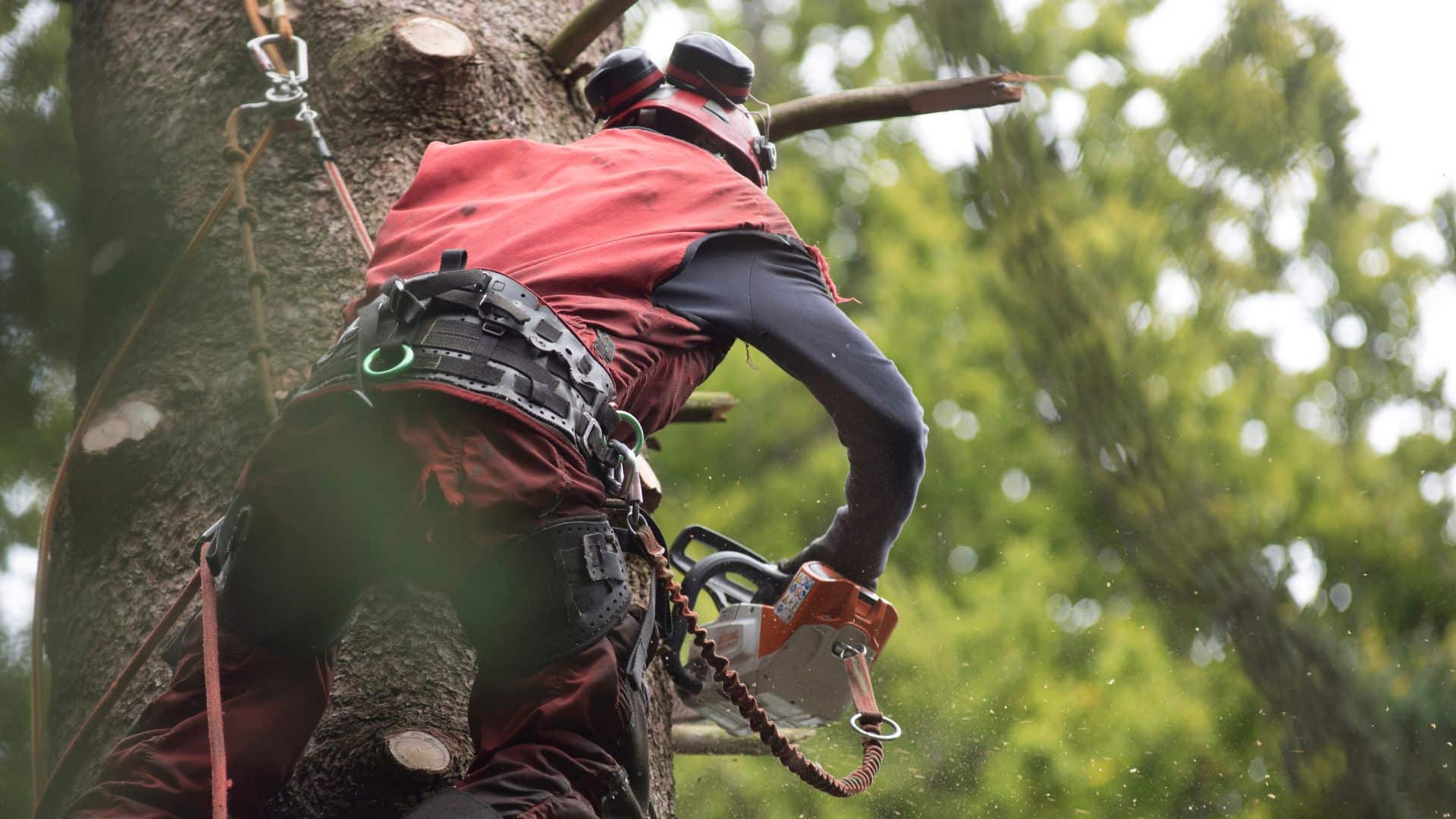 tree maintenance increases home value