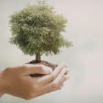 tree maintenance increases home value