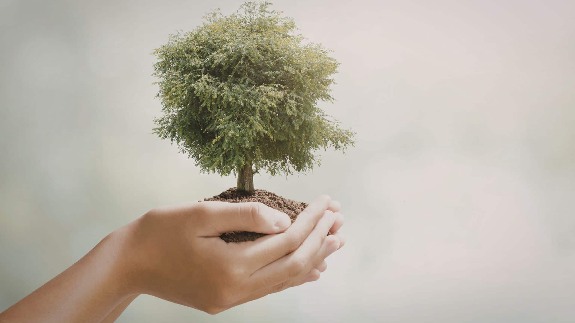 tree maintenance increases home value