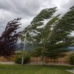 storm preparation for trees