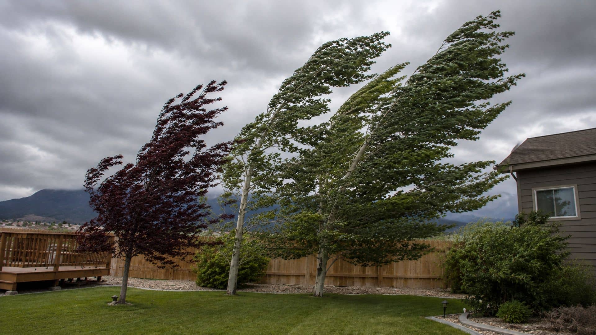 storm preparation for trees