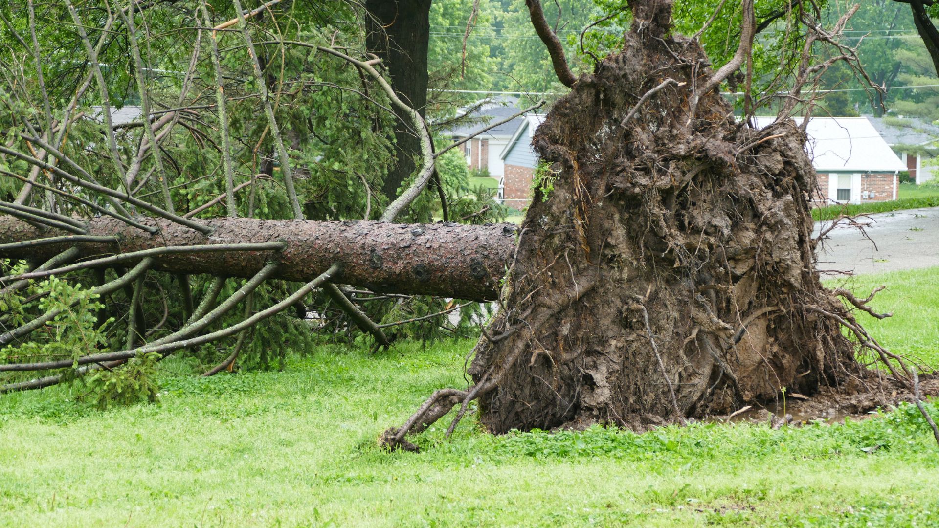 storm preparation for trees