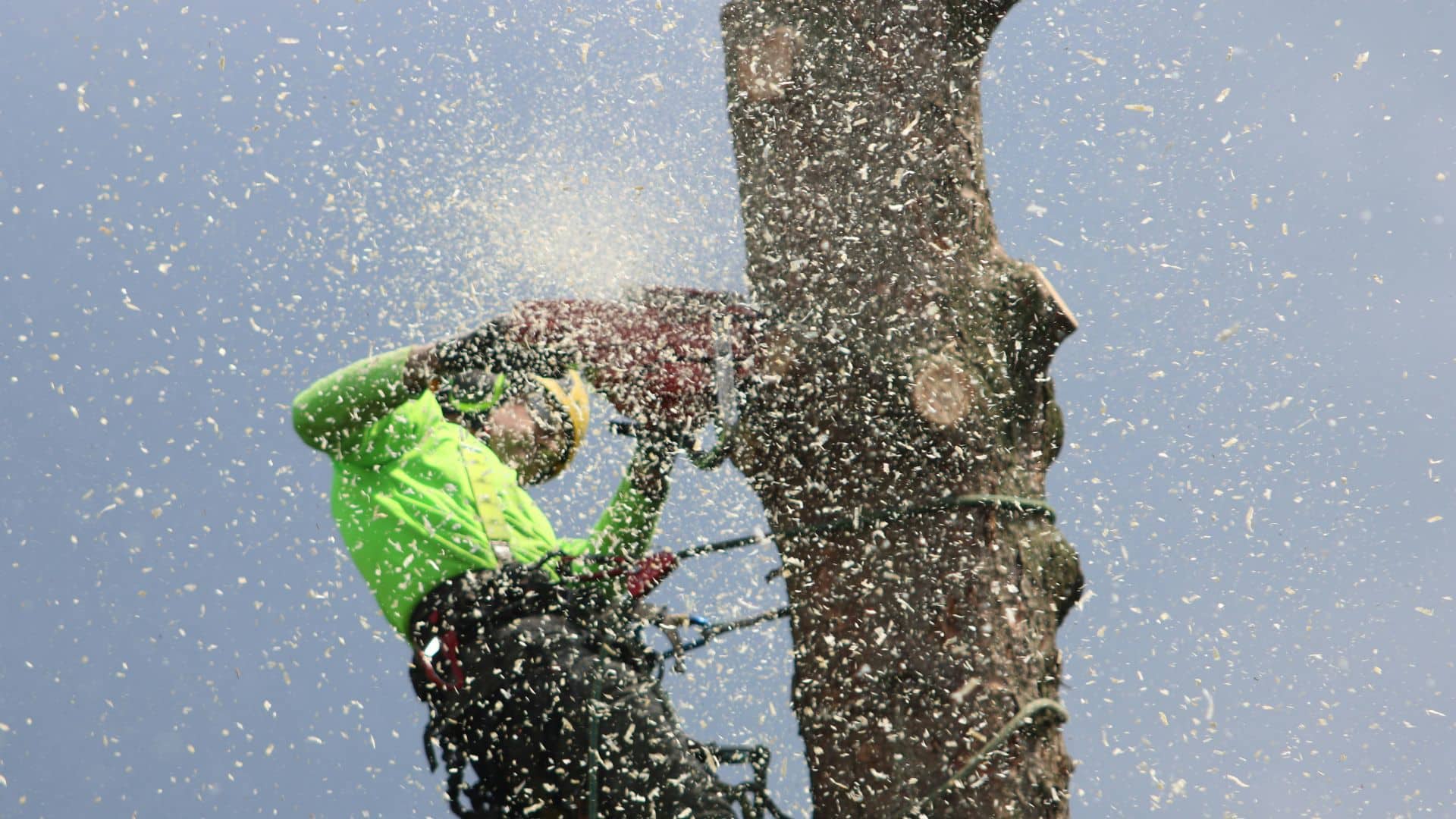 storm preparation for trees