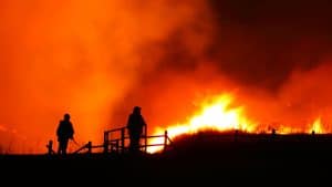 trees are wildfire compliant