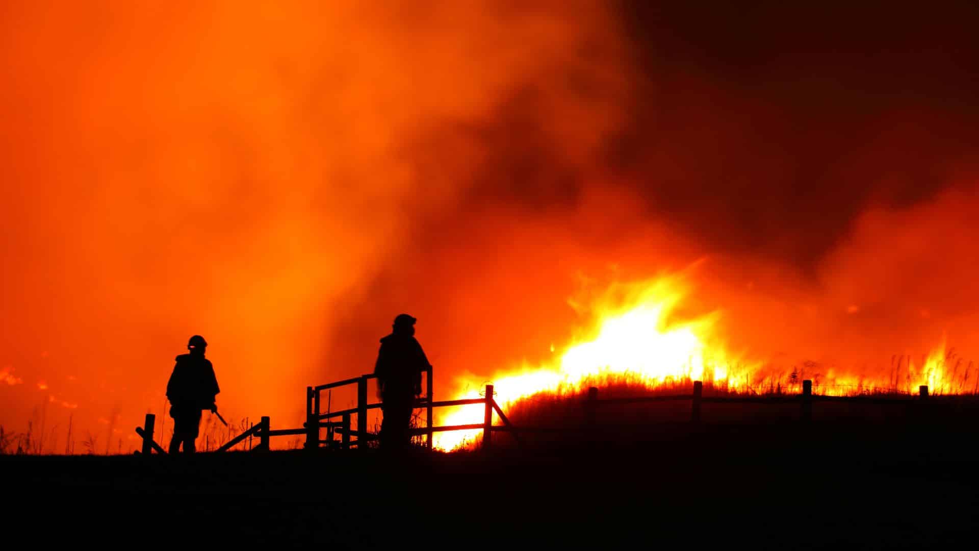 trees are wildfire compliant