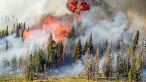 defensible space maintenance