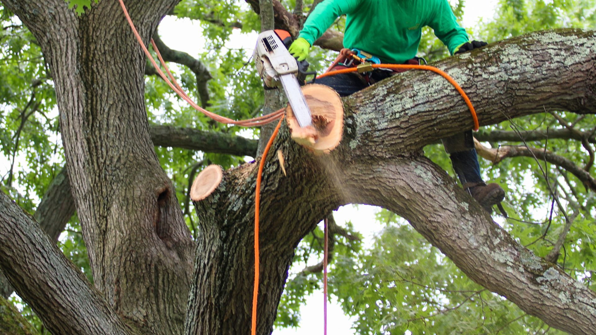 defensible space maintenance