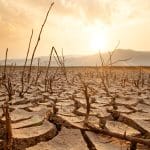 Learn drought tree care Colorado Springs strategies from Peak Tree Service. Protect your trees from our harsh climate with professional help.