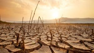 Learn drought tree care Colorado Springs strategies from Peak Tree Service. Protect your trees from our harsh climate with professional help.