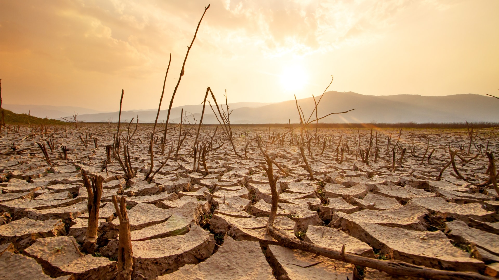 Learn drought tree care Colorado Springs strategies from Peak Tree Service. Protect your trees from our harsh climate with professional help.
