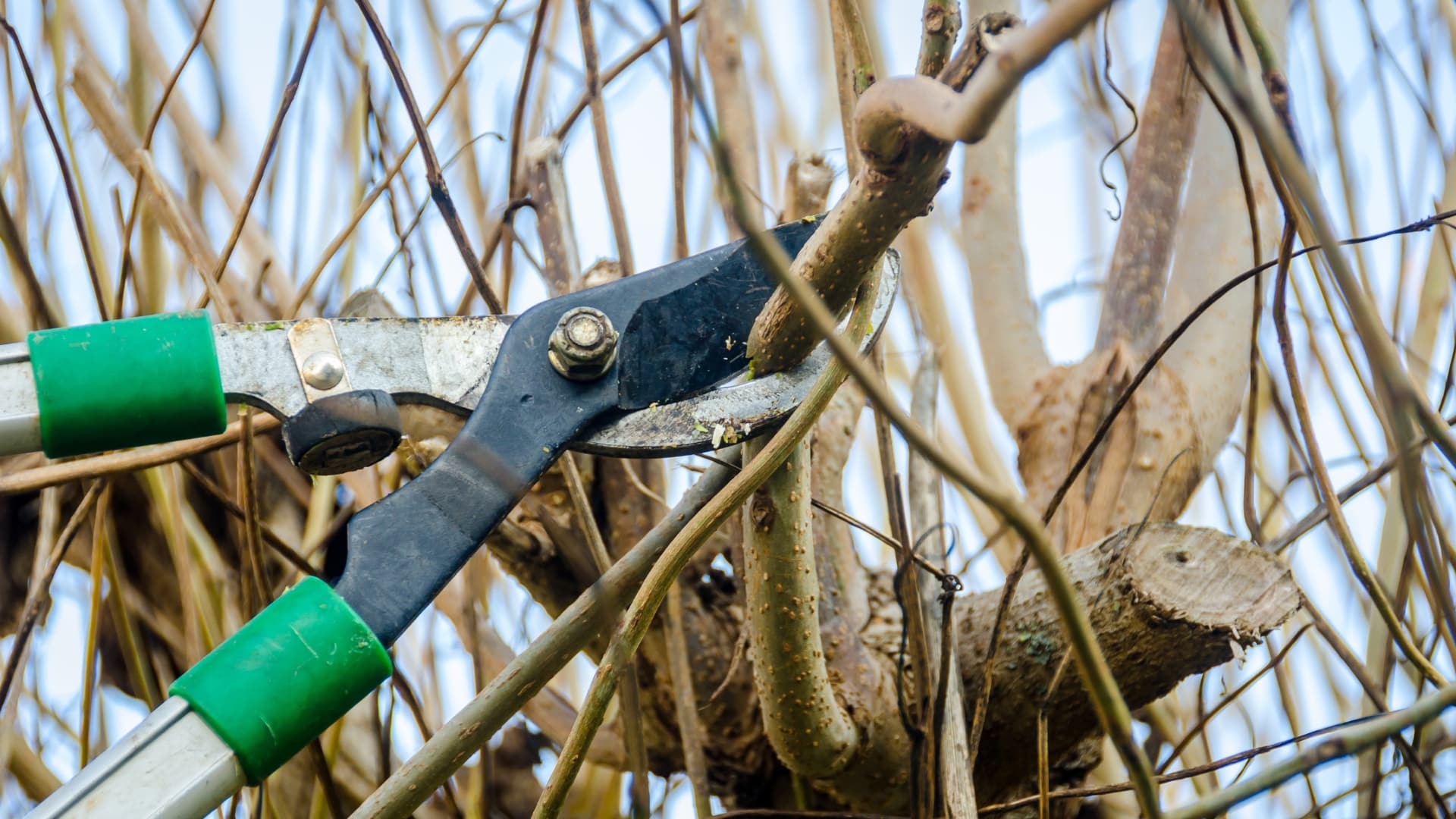 Learn drought tree care Colorado Springs strategies from Peak Tree Service. Protect your trees from our harsh climate with professional help.