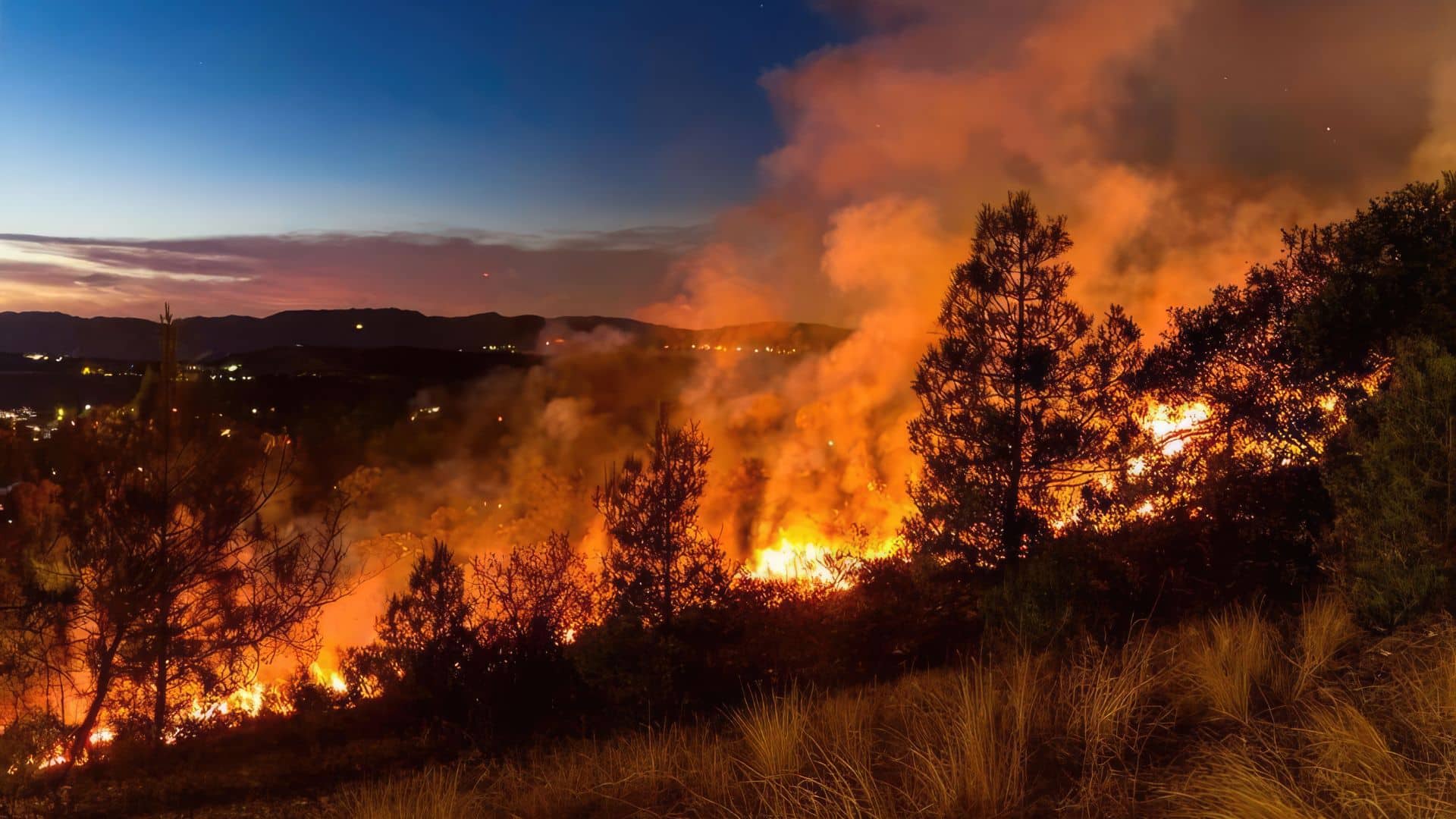 trees are wildfire compliant
