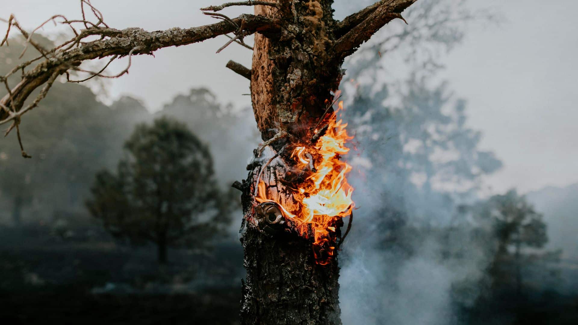 trees are wildfire compliant