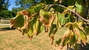 heat stress in trees