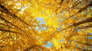 fall tree preparation