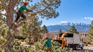 tree thinning